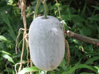 What Does Winter Melon Taste Like: Exploring Exotic Flavors